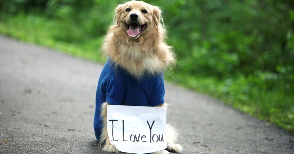 cute dog with a sign around his neck that says I Love You.