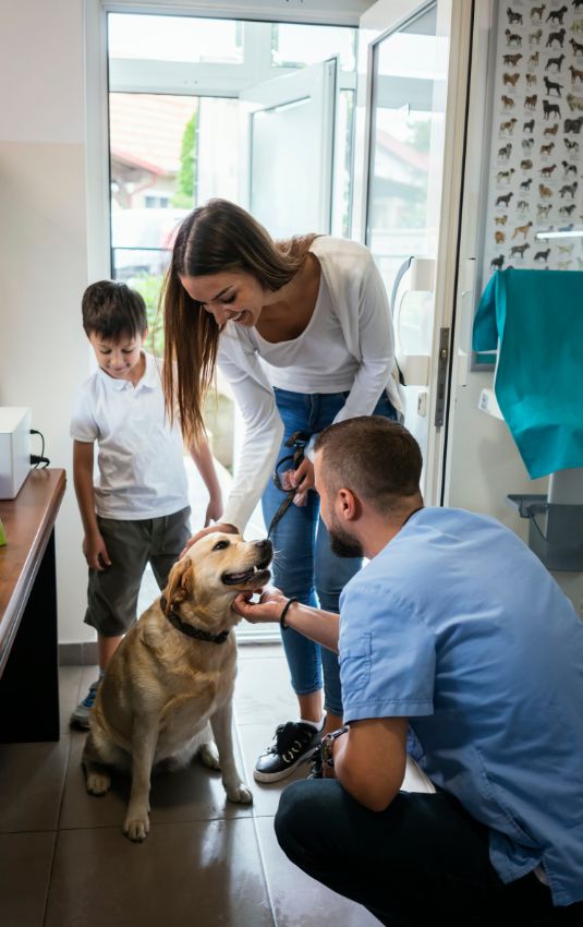 Male veterinarian looking a Lab puppy while a woman and young boy look at dog.