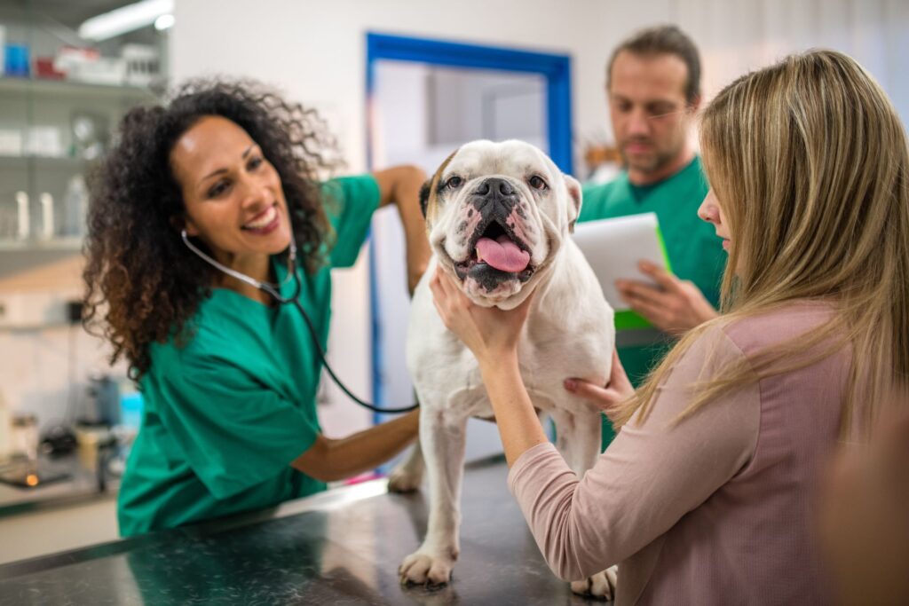 Veterinary exam room with a woman vet with long brown hair listening to the heart of a bull dog. A man in green scrubs is writing on a tablet, and the woman owner with long blonde hair holds the head and leg of her dog.